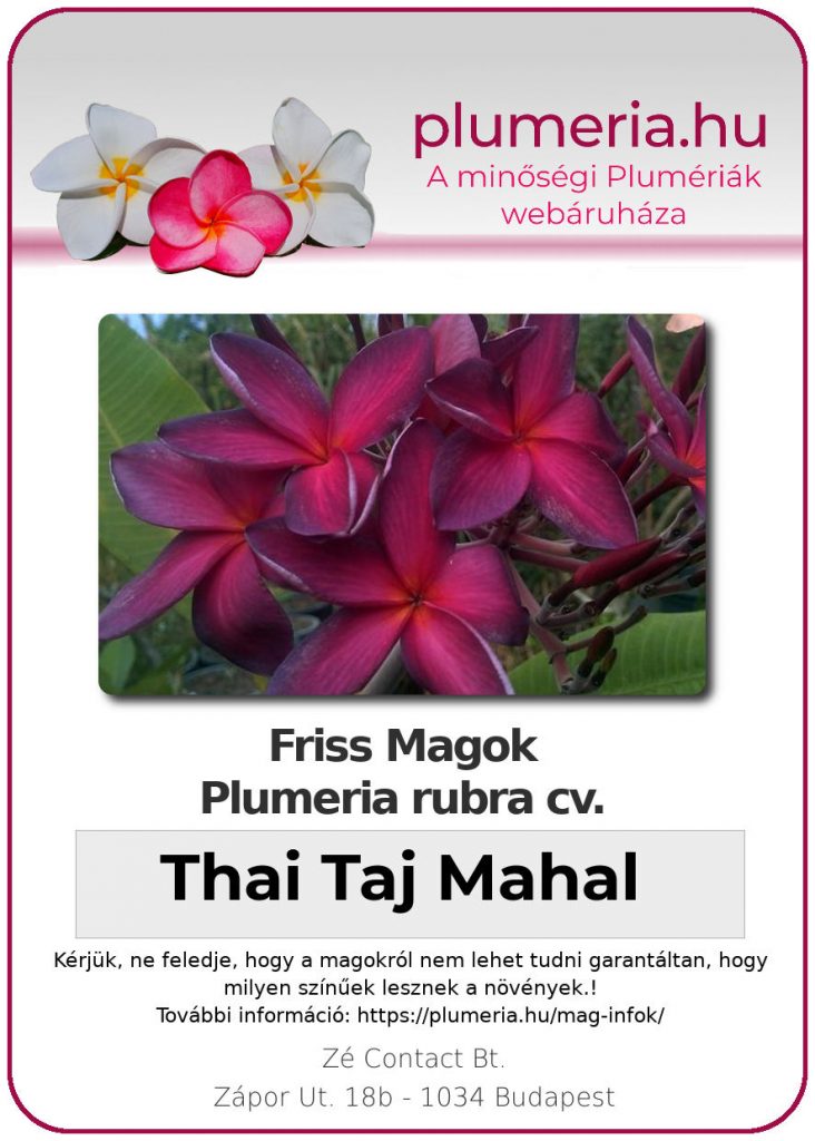 Plumeria rubra "Thai Taj Mahal"