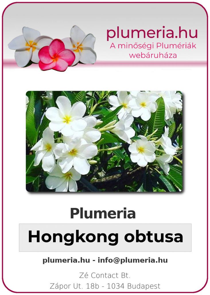 Plumeria "Hongkong obtusa"