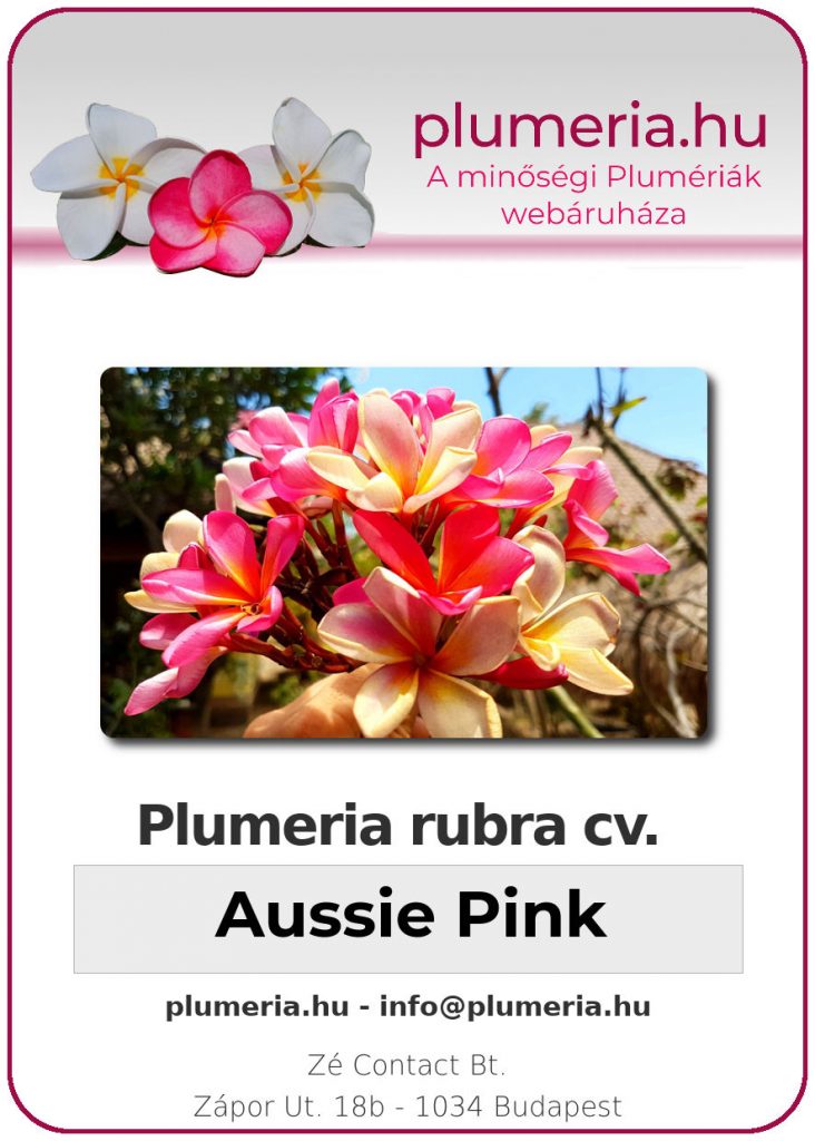 Plumeria rubra "Aussie Pink" - dugvány