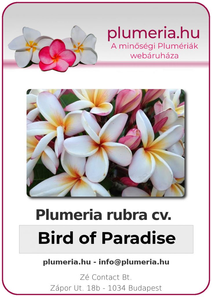 Plumeria rubra "Bird of Paradise"