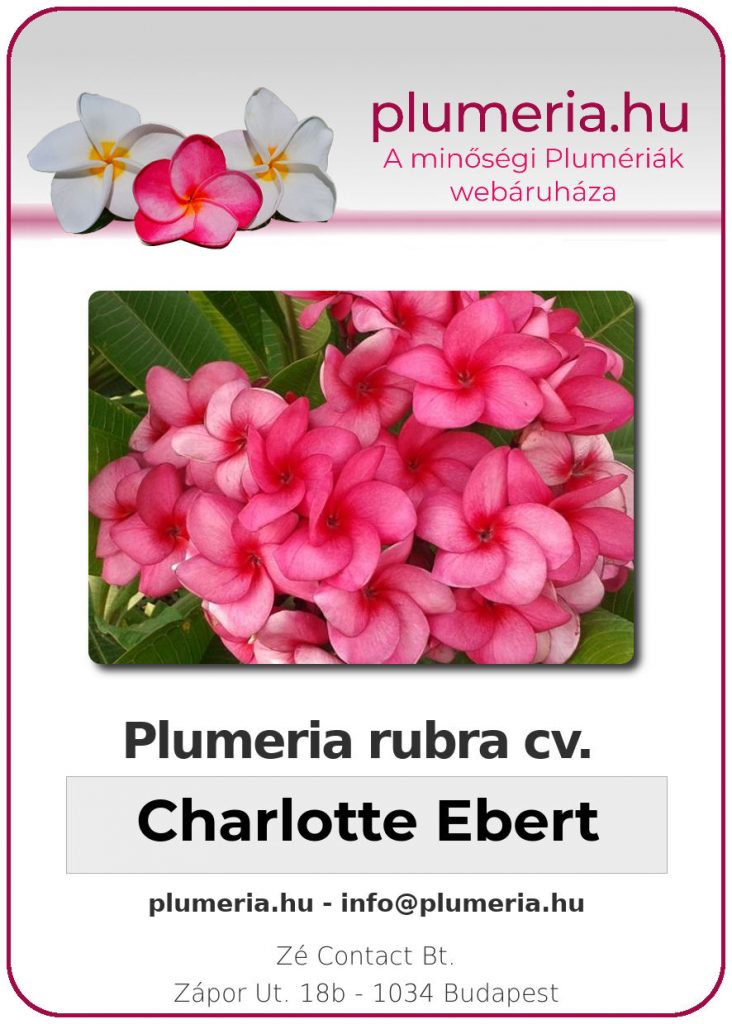 Plumeria rubra "Charlotte Ebert"