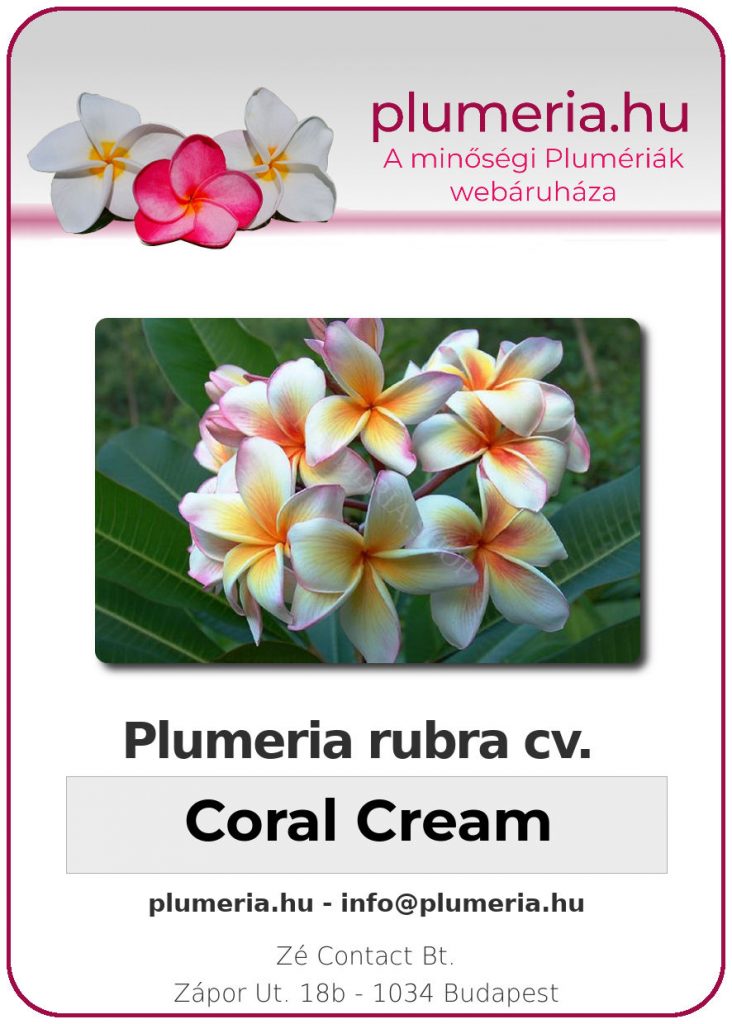Plumeria rubra "Coral Cream"