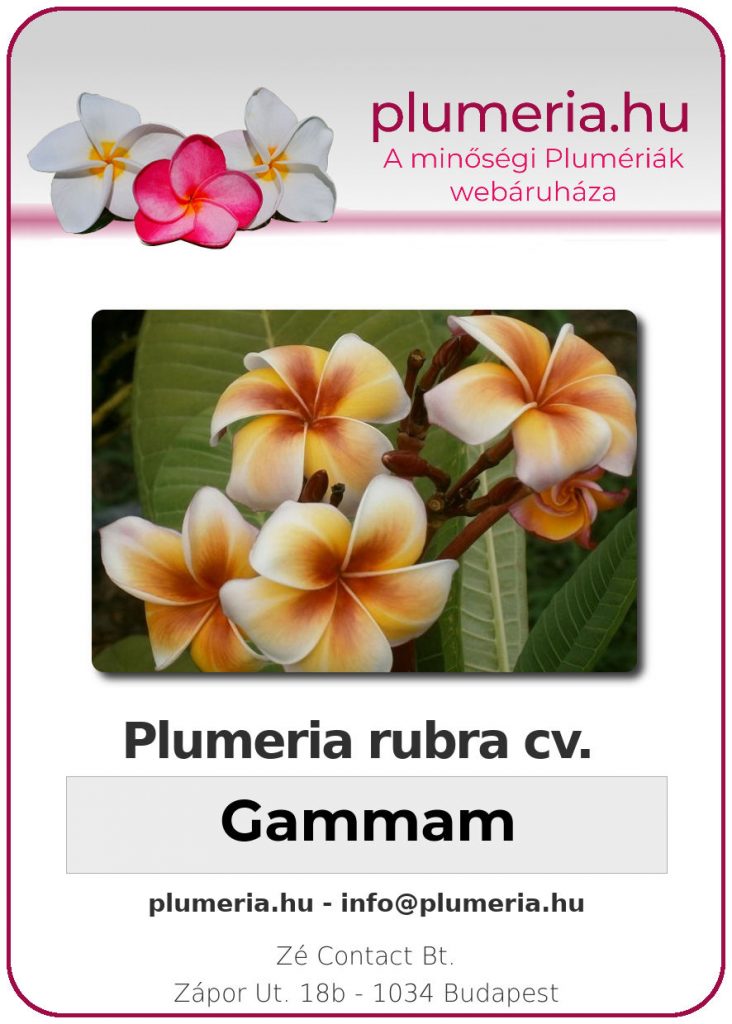 Plumeria rubra "Gammam"
