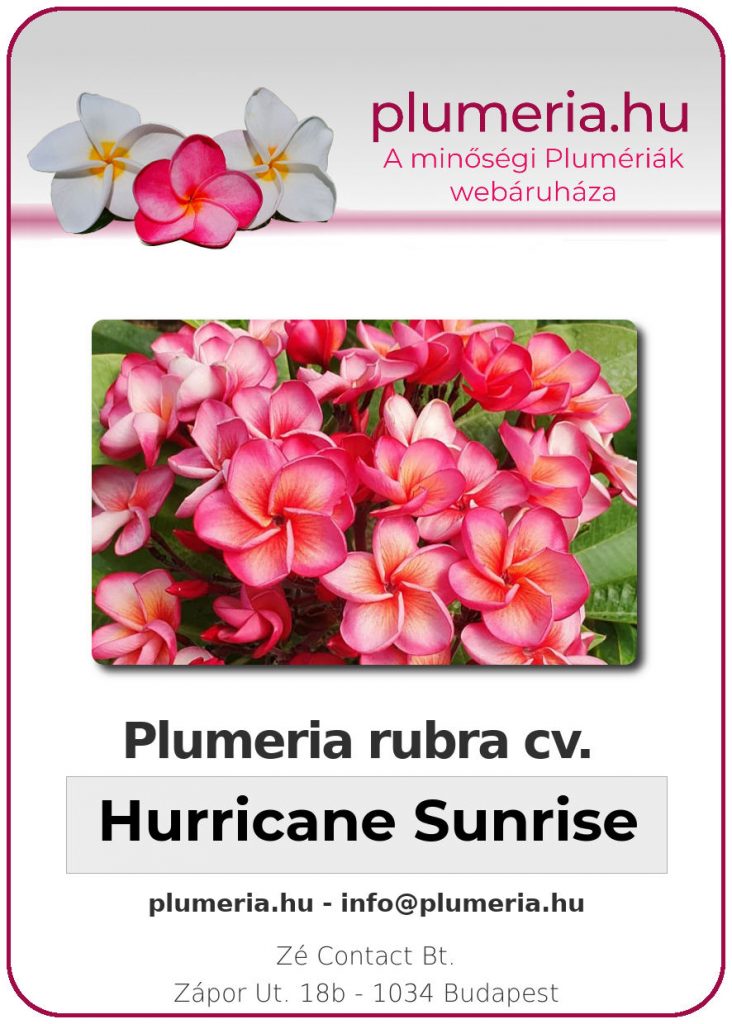 Plumeria rubra "Hurricane Sunrise"