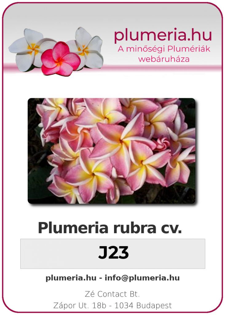 Plumeria rubra "J23" - dugvány