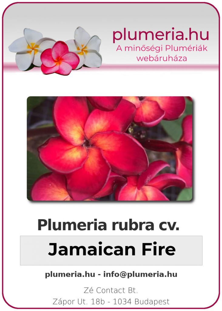 Plumeria rubra "Jamaican Fire"
