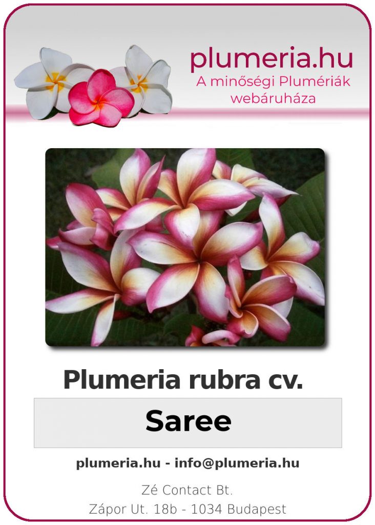 Plumeria rubra "Saree"