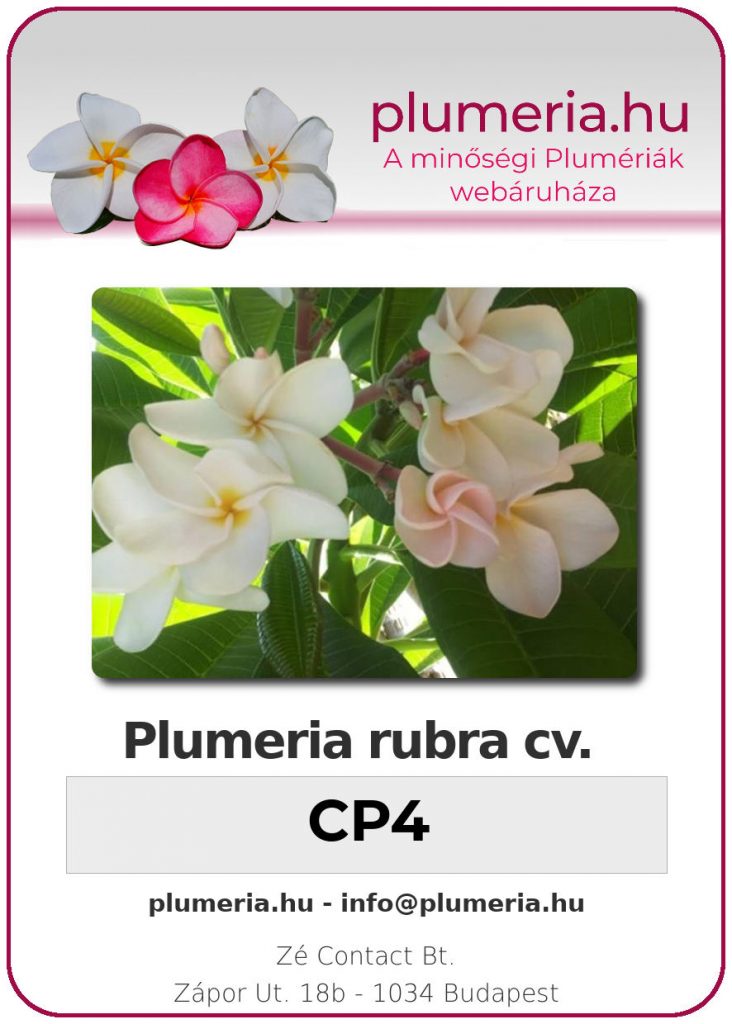 Plumeria rubra "CP4"