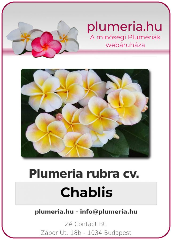 Plumeria rubra "Chablis"