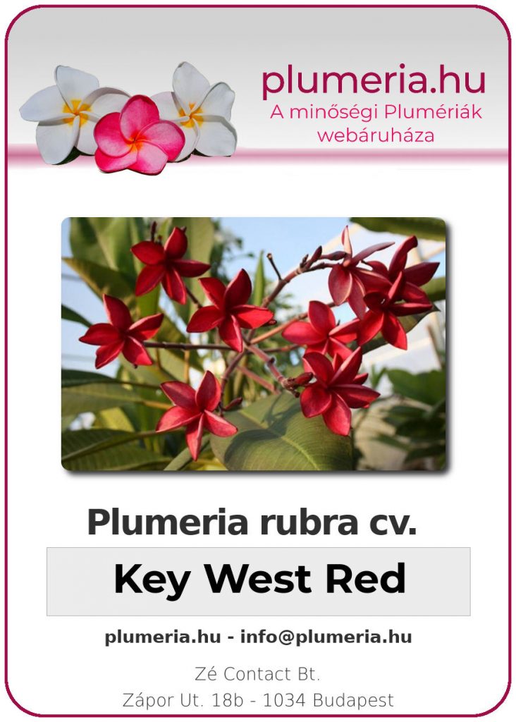 Plumeria rubra "Key West Red"