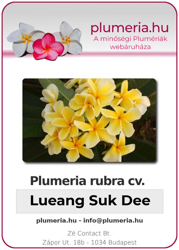 Plumeria rubra "Lueang Suk Dee"
