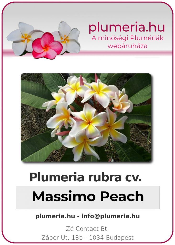 Plumeria rubra "Massimo Peach" - kopasz gyökér