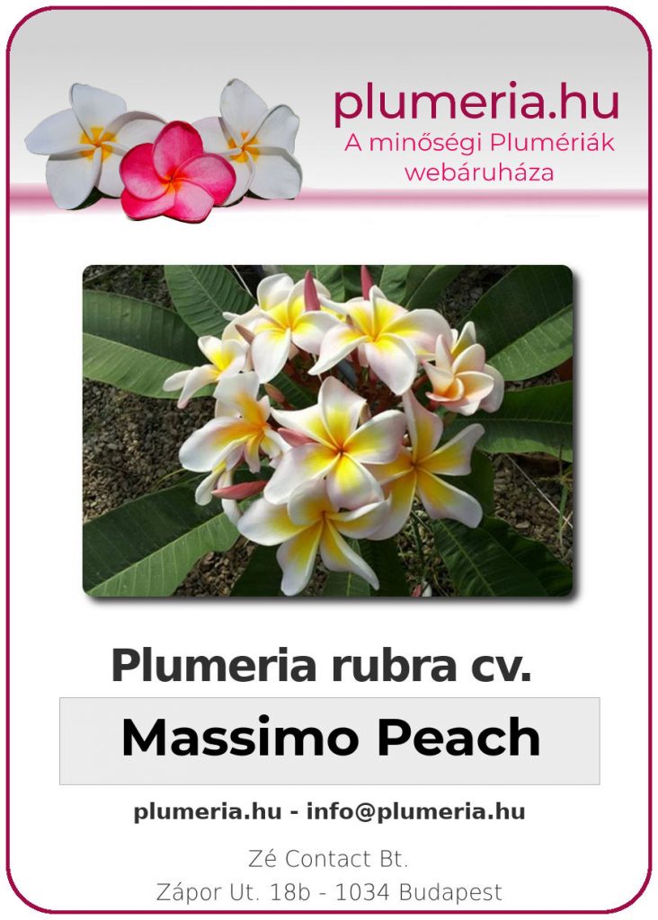 Plumeria rubra "Massimo Peach"