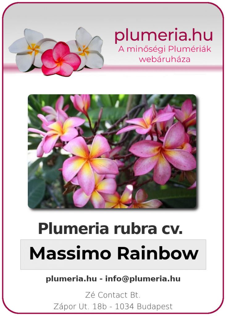 Plumeria rubra "Massimo Rainbow"