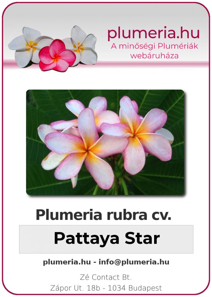 Plumeria rubra "Pattaya Star"