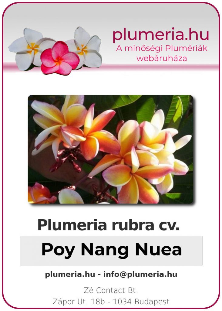 Plumeria rubra "Poy Nang Nuea" - kopasz gyökér