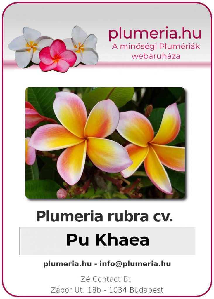 Plumeria rubra "Pu Khaea"
