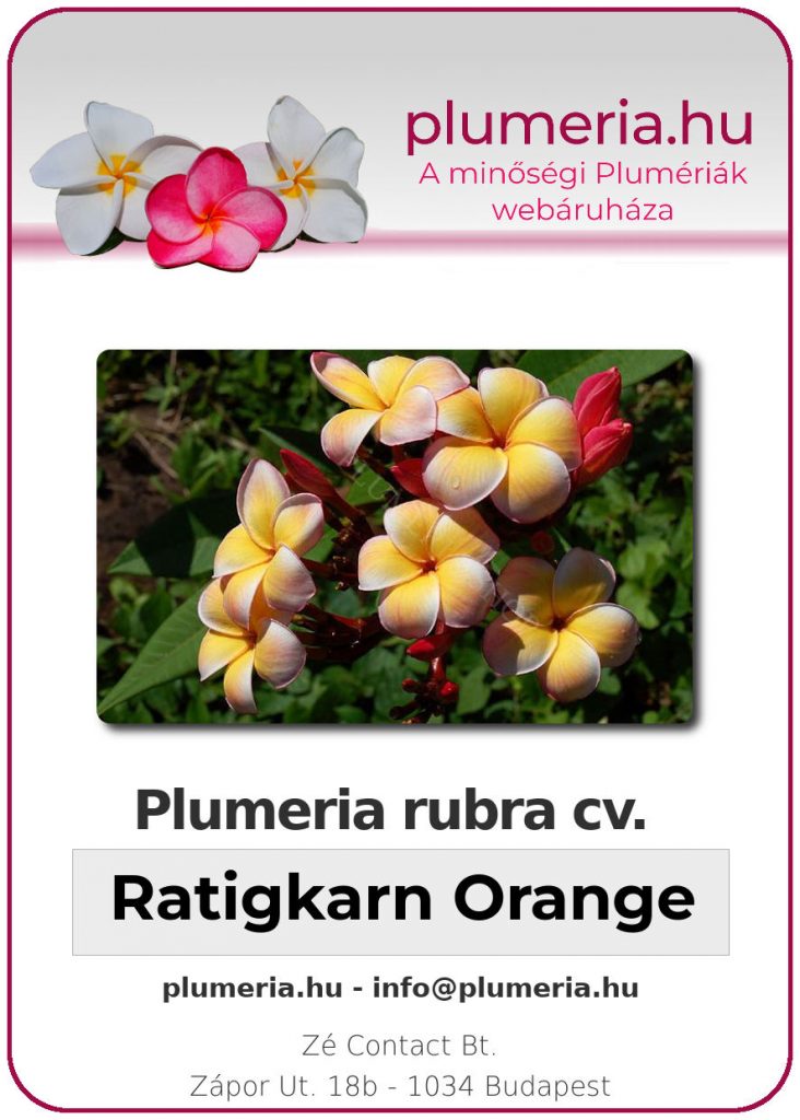 Plumeria rubra "Ratigkarn Orange"