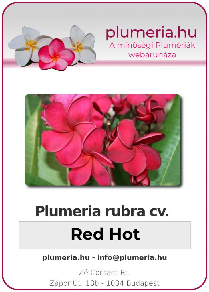 Plumeria rubra "Red Hot"