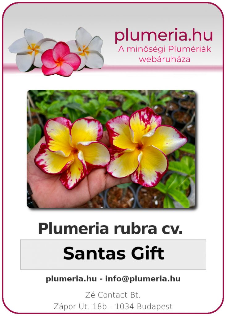 Plumeria rubra "Santas Gift"
