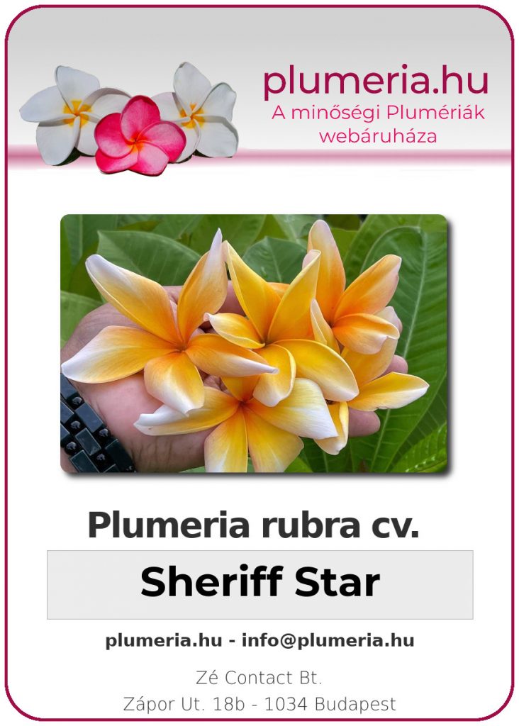 Plumeria rubra "Sheriff Star" - dugvány