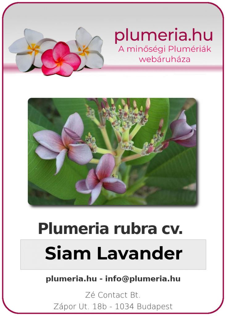 Plumeria rubra "Siam Lavander"