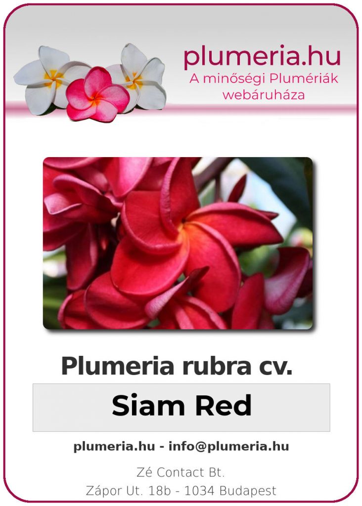 Plumeria rubra "Siam Red"