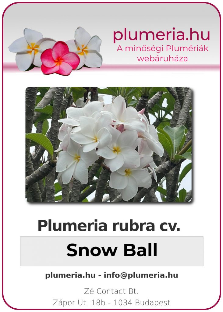 Plumeria rubra "Snow Ball"