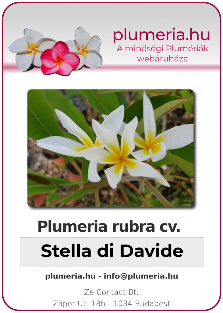 Plumeria rubra "Stella di Davide"