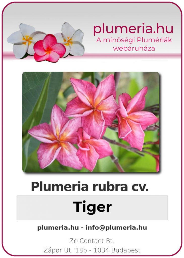 Plumeria rubra "Tiger"