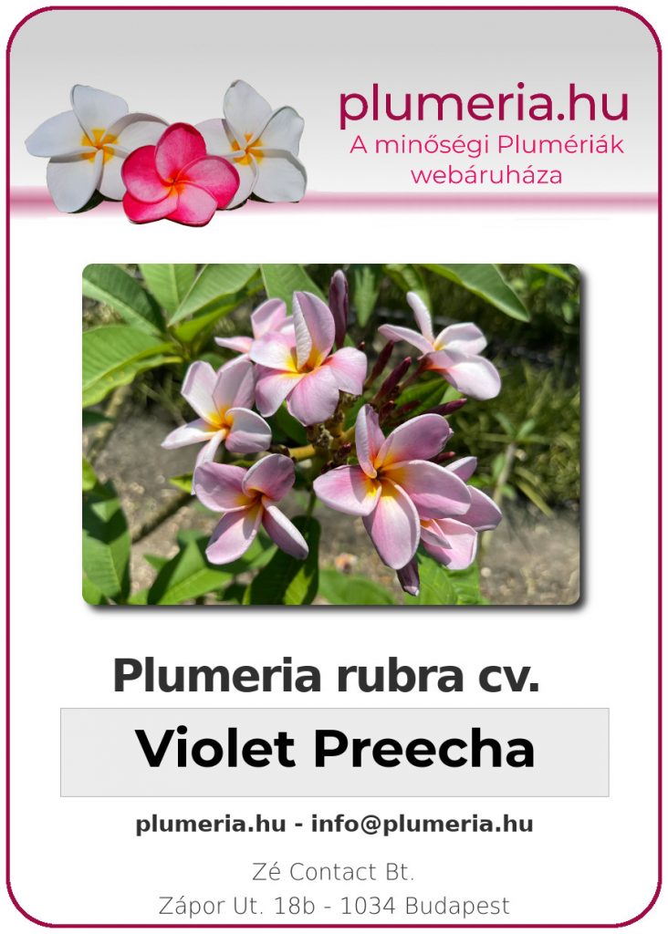 Plumeria rubra "Violet Preecha" - dugvány