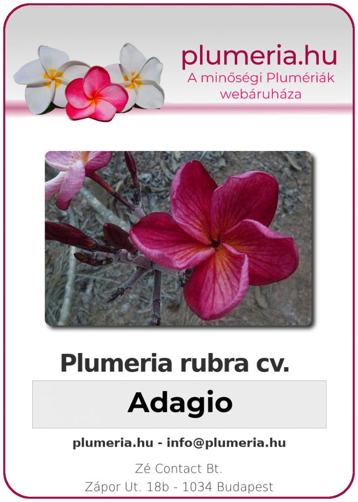 Plumeria rubra "Adagio"
