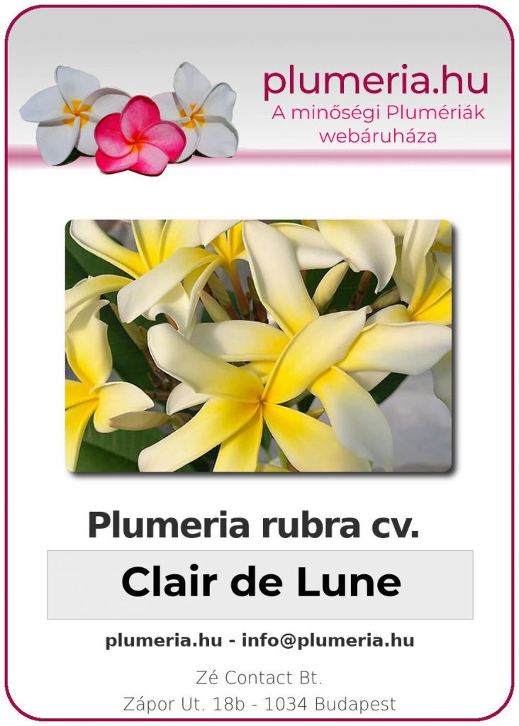 Plumeria rubra "Clair de Lune"