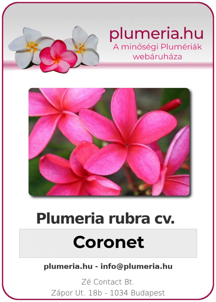 Plumeria rubra "Coronet"