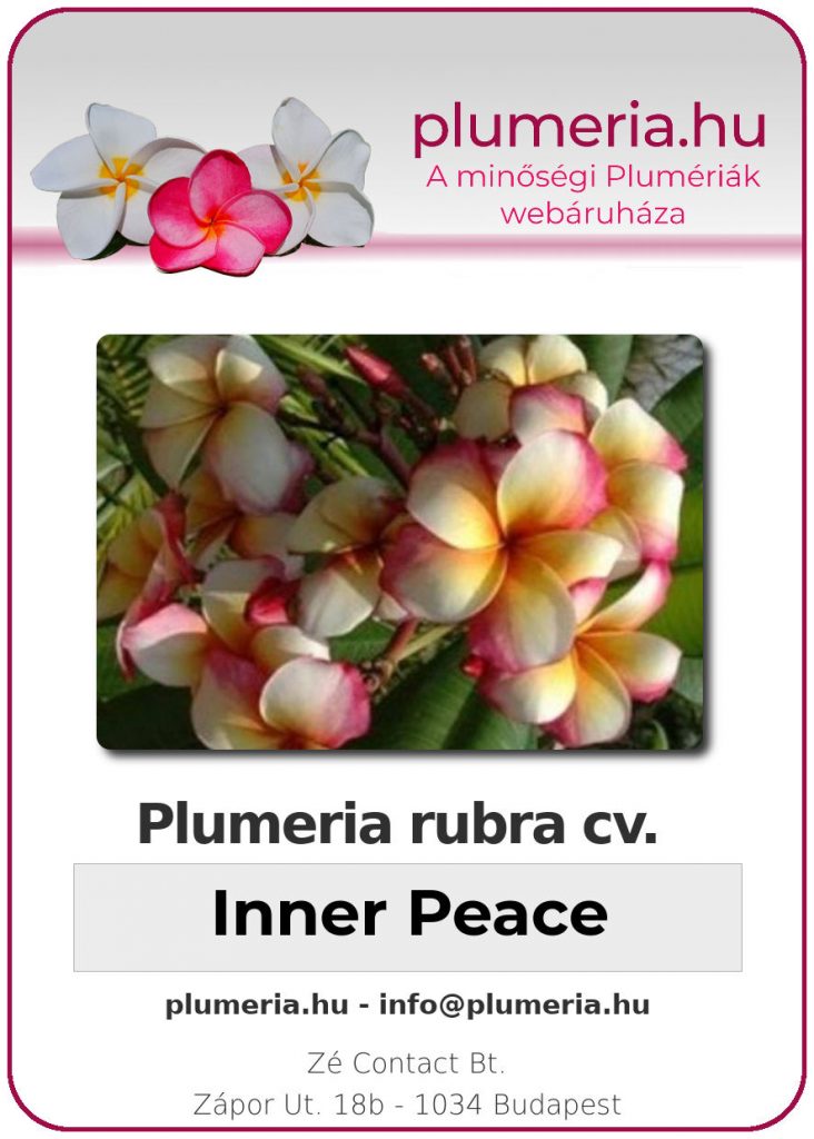 Plumeria rubra "Inner Peace"