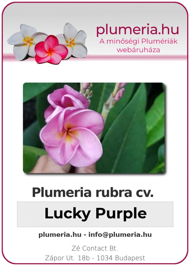 Plumeria rubra "Lucky Purple"