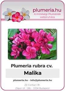 Plumeria rubra - "Malika"