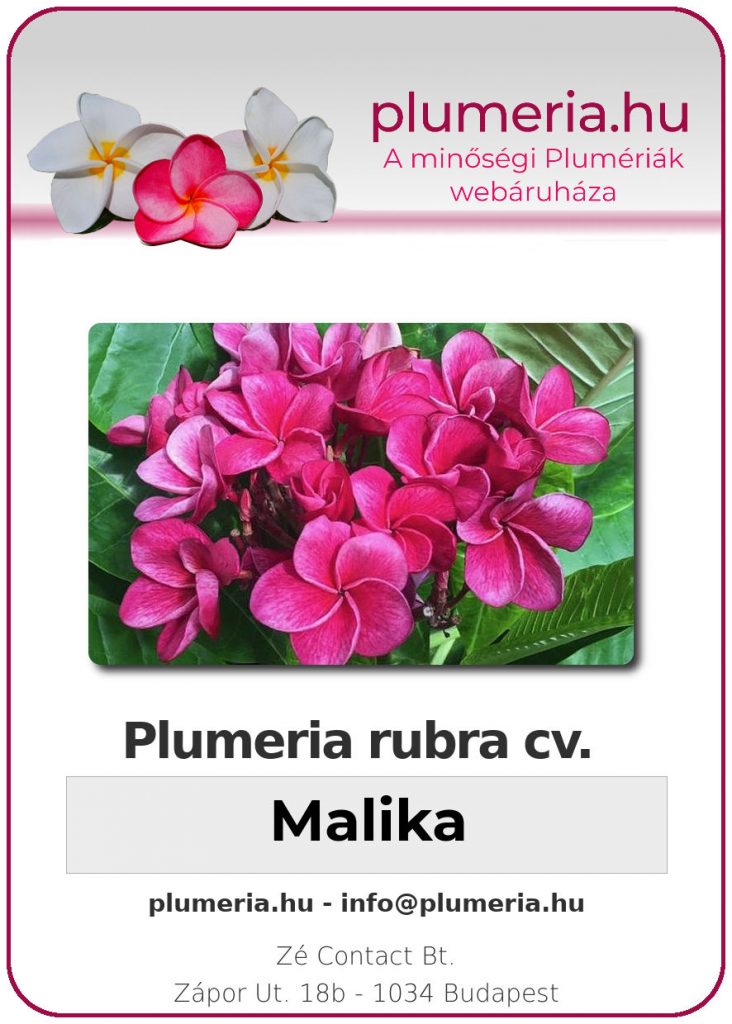 Plumeria rubra "Malika"