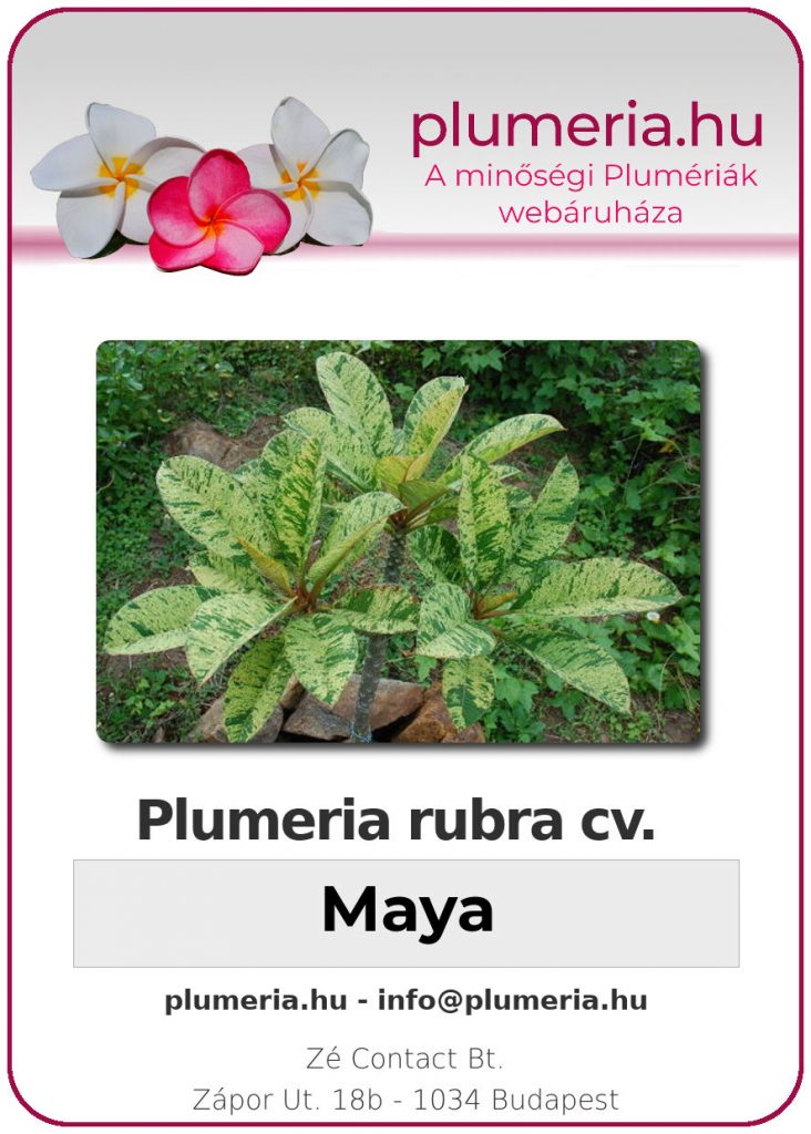 Plumeria rubra variegated "Maya"