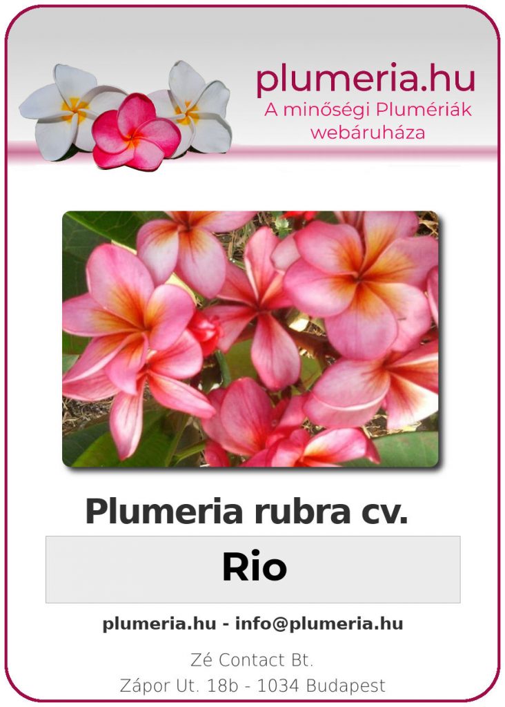 Plumeria rubra "Rio"