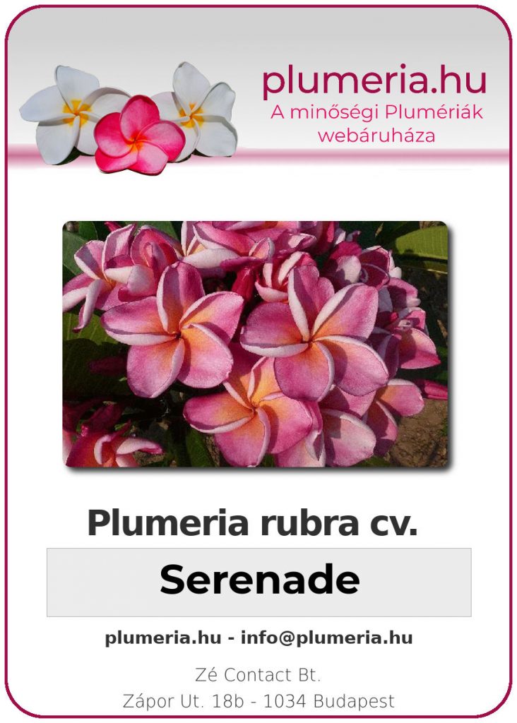Plumeria rubra "Serenade"