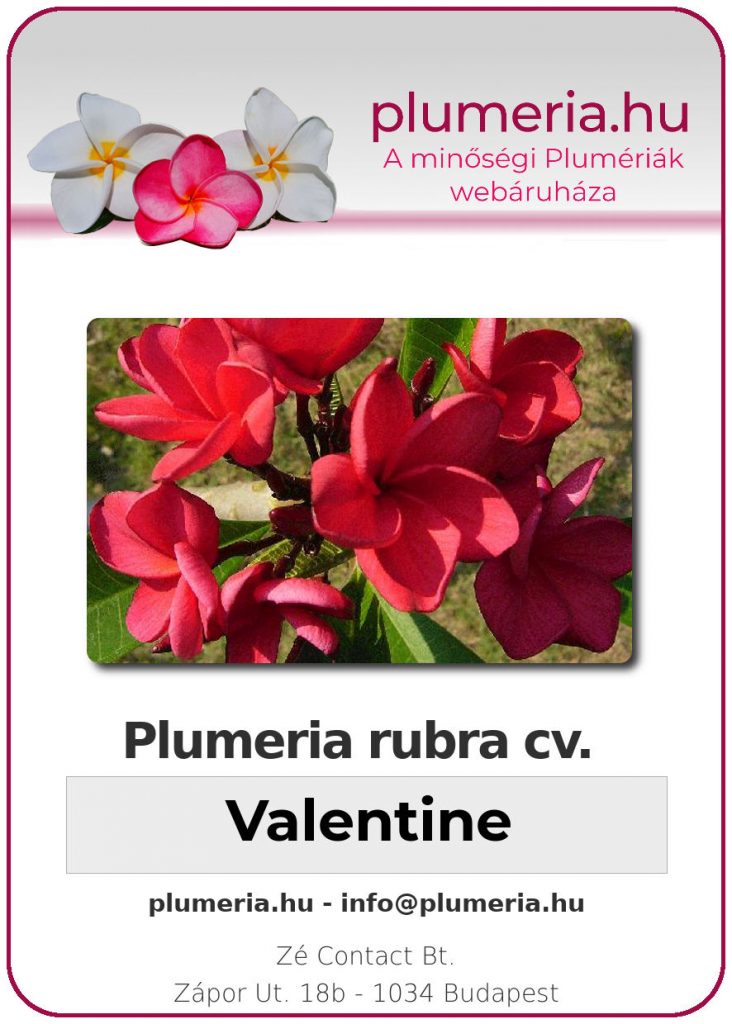 Plumeria rubra "Valentine"