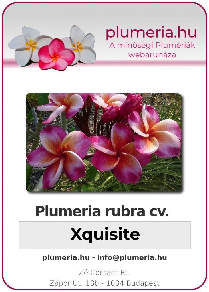 Plumeria rubra "Xquisite"