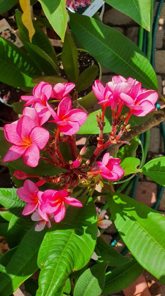 Napi növény ajanlat - Plumeria rubra "Malika", virágzó