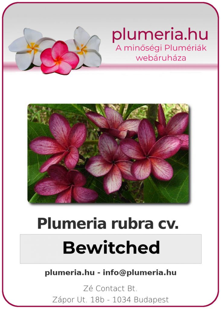 Plumeria rubra "Bewitched"