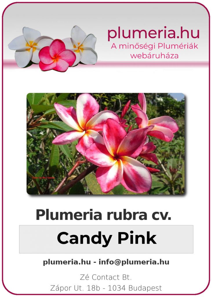 Plumeria rubra "Candy Pink"