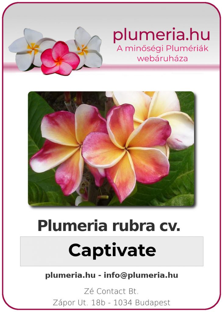 Plumeria rubra "Captivate"