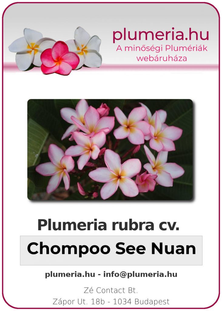 Plumeria rubra "Chompoo See Nuan"