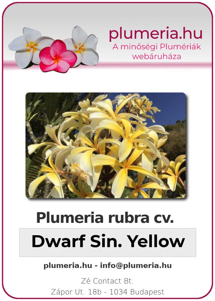 Plumeria obtusa "Dwarf Singapore Yellow"
