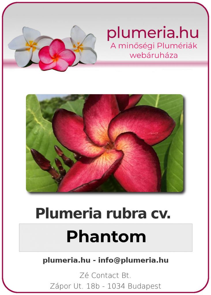 Plumeria rubra "Phantom"
